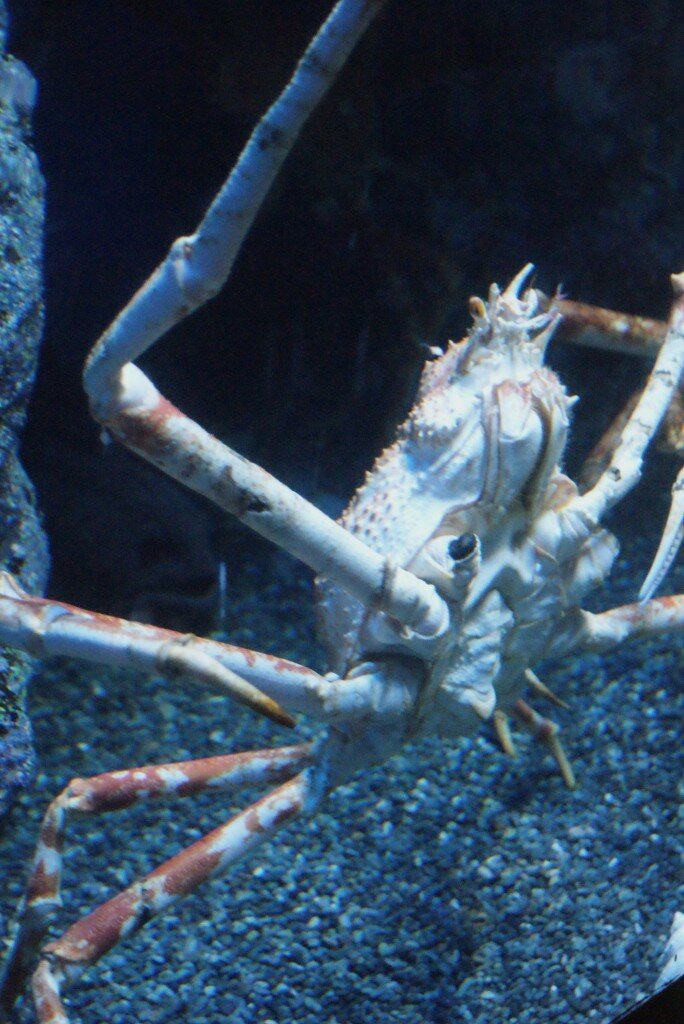 crustaceans