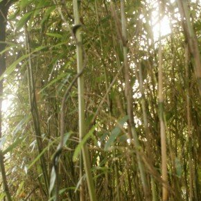 trees