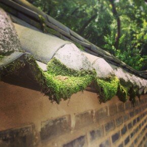 Moss at the Changdeokgung secret garden