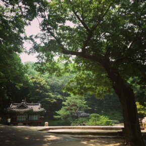 A tree at the Changdeokgung secret garden